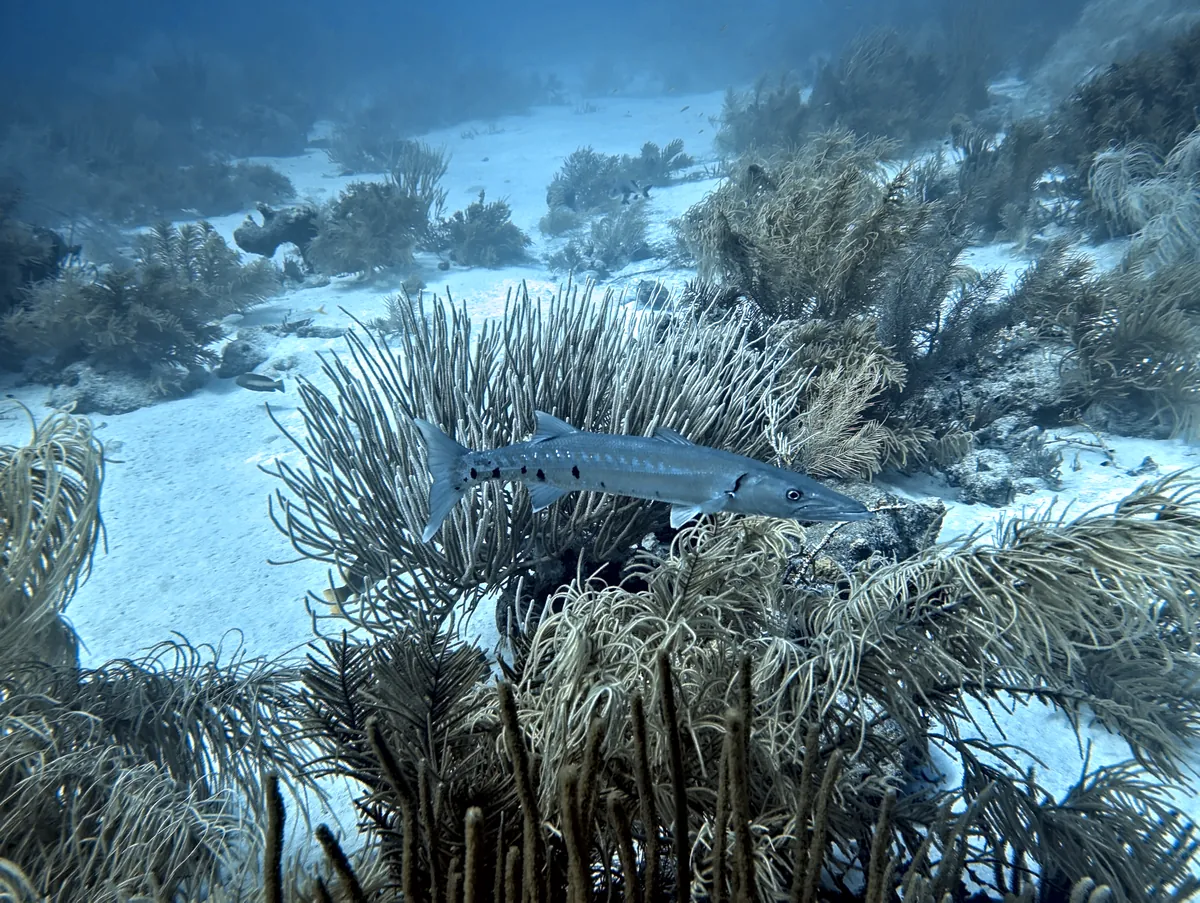 Great Barracuda