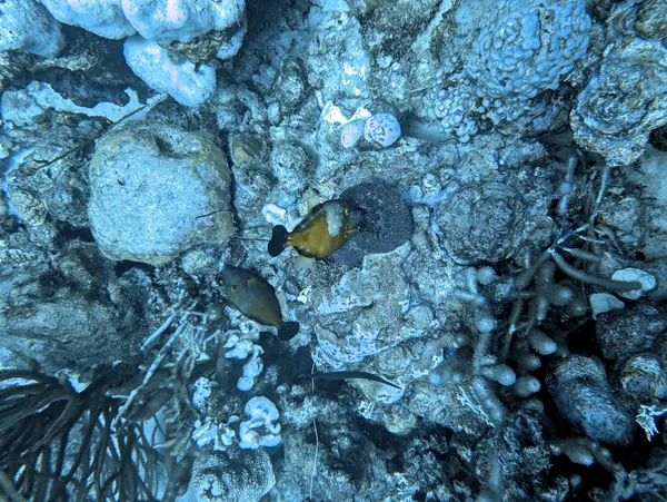 Hue Shift + Clarity (near)