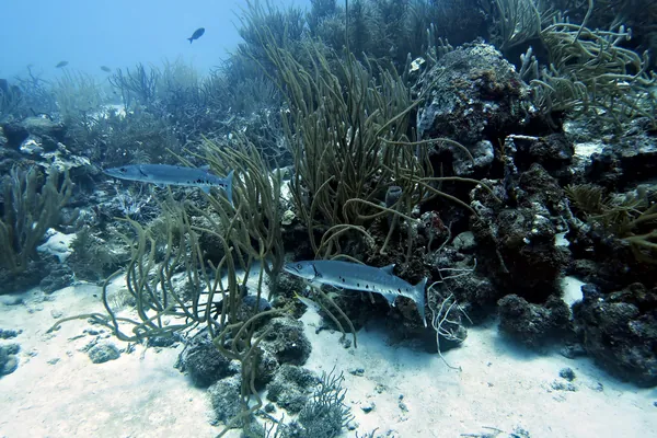 Hue Shift + Clarity (near)