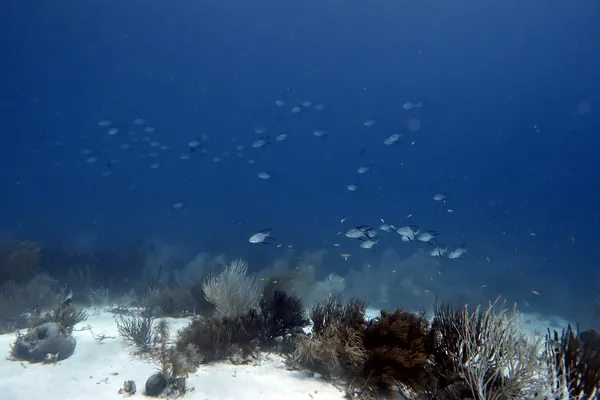 Palometa