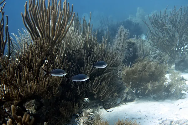 Atlantic Creolefish