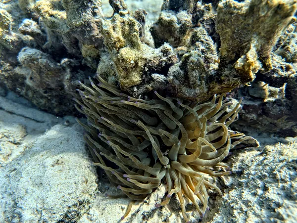 Giant Anemone