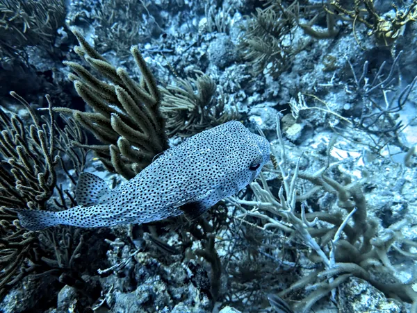 Porcupinefish
