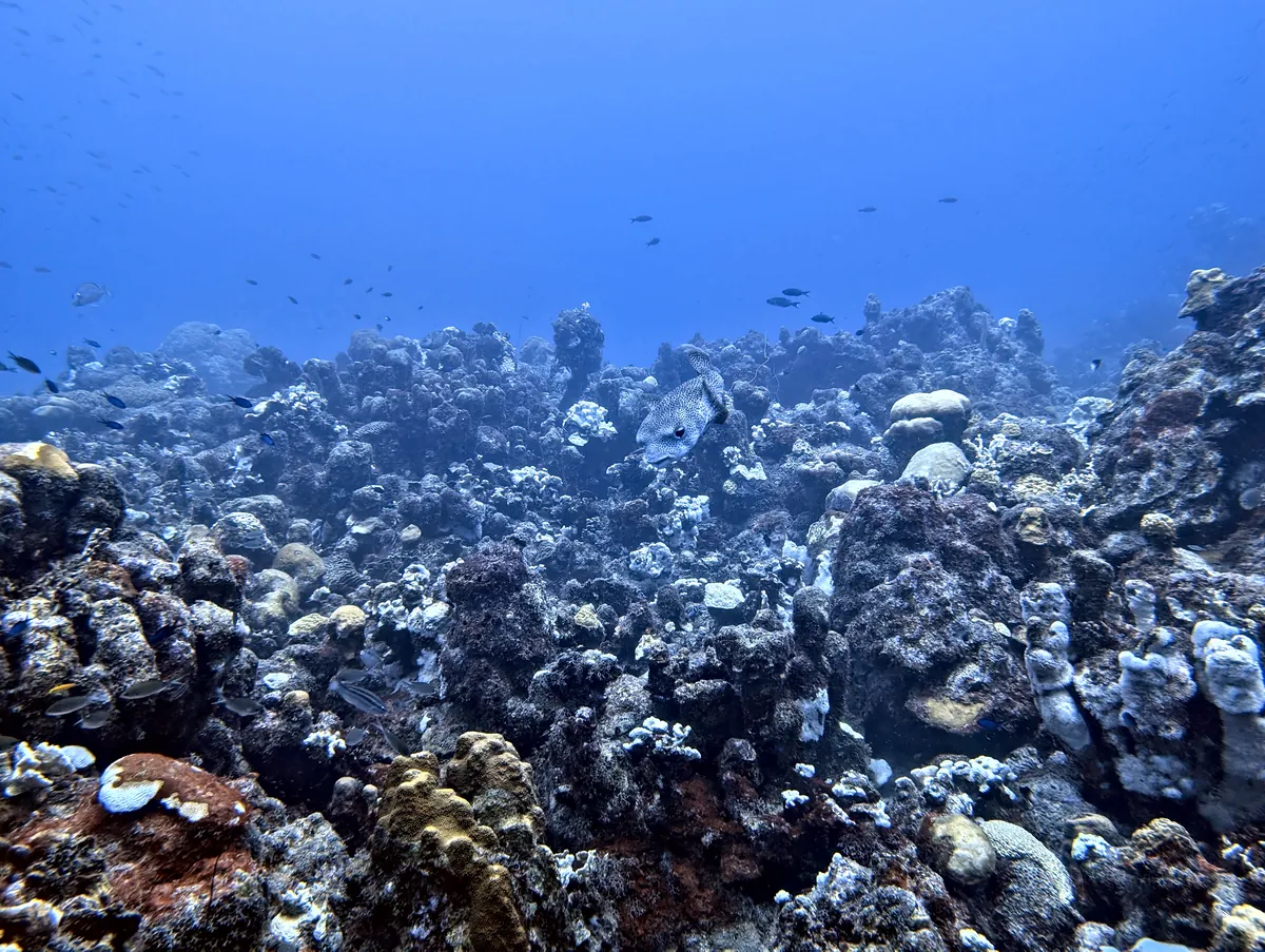 Porcupinefish