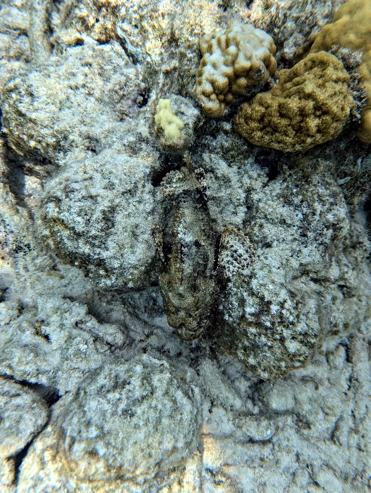 Spotted Scorpionfish