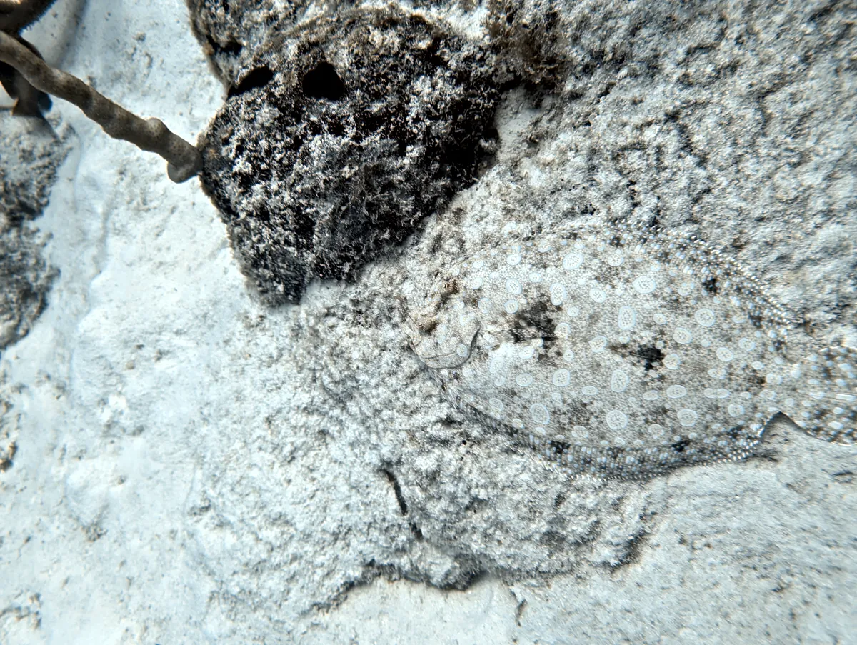 Peacock Flounder