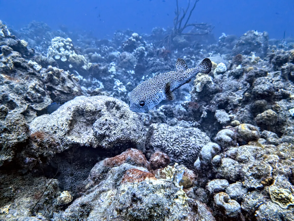 Porcupinefish