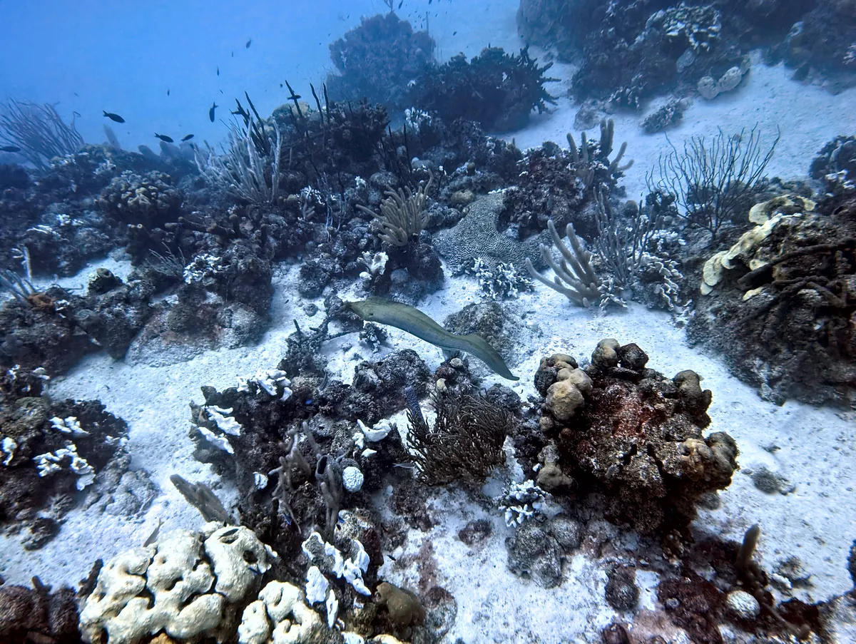 Green Moray