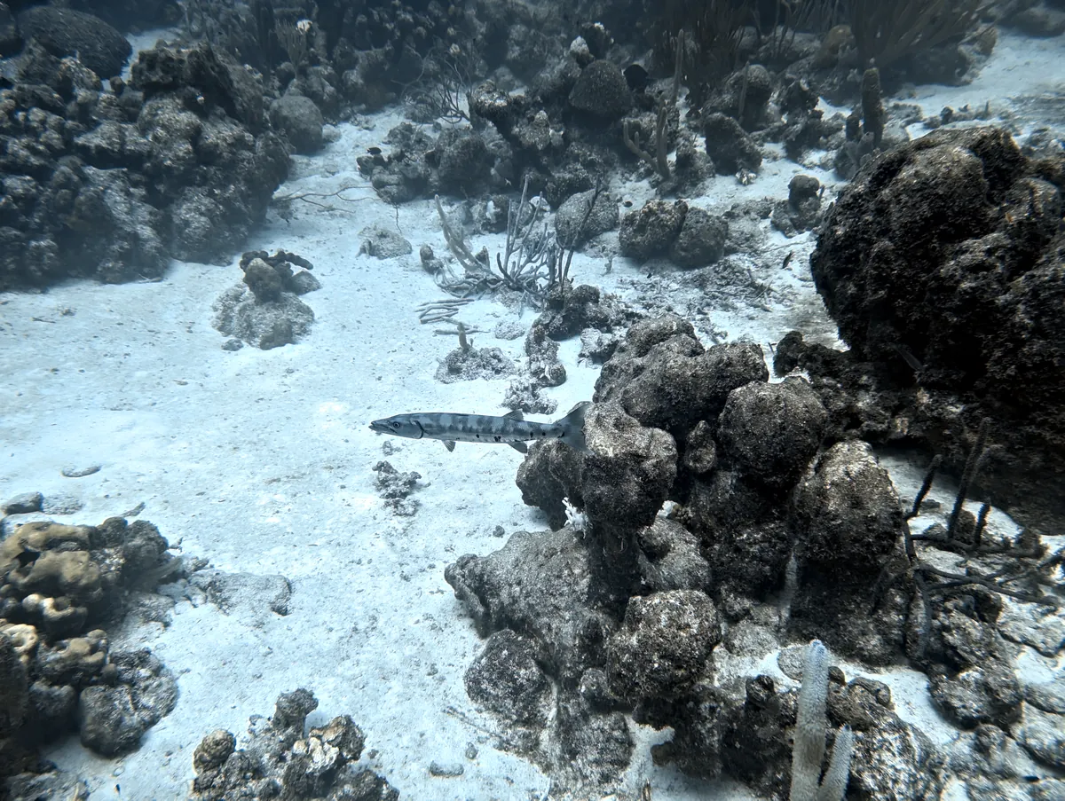 Great Barracuda