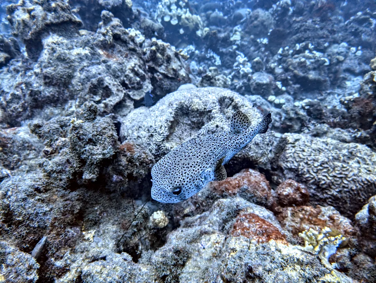 Porcupinefish
