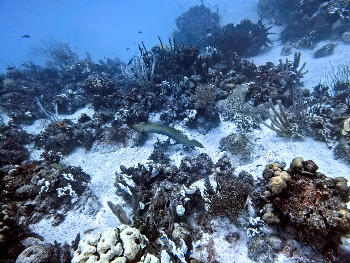 Green Moray