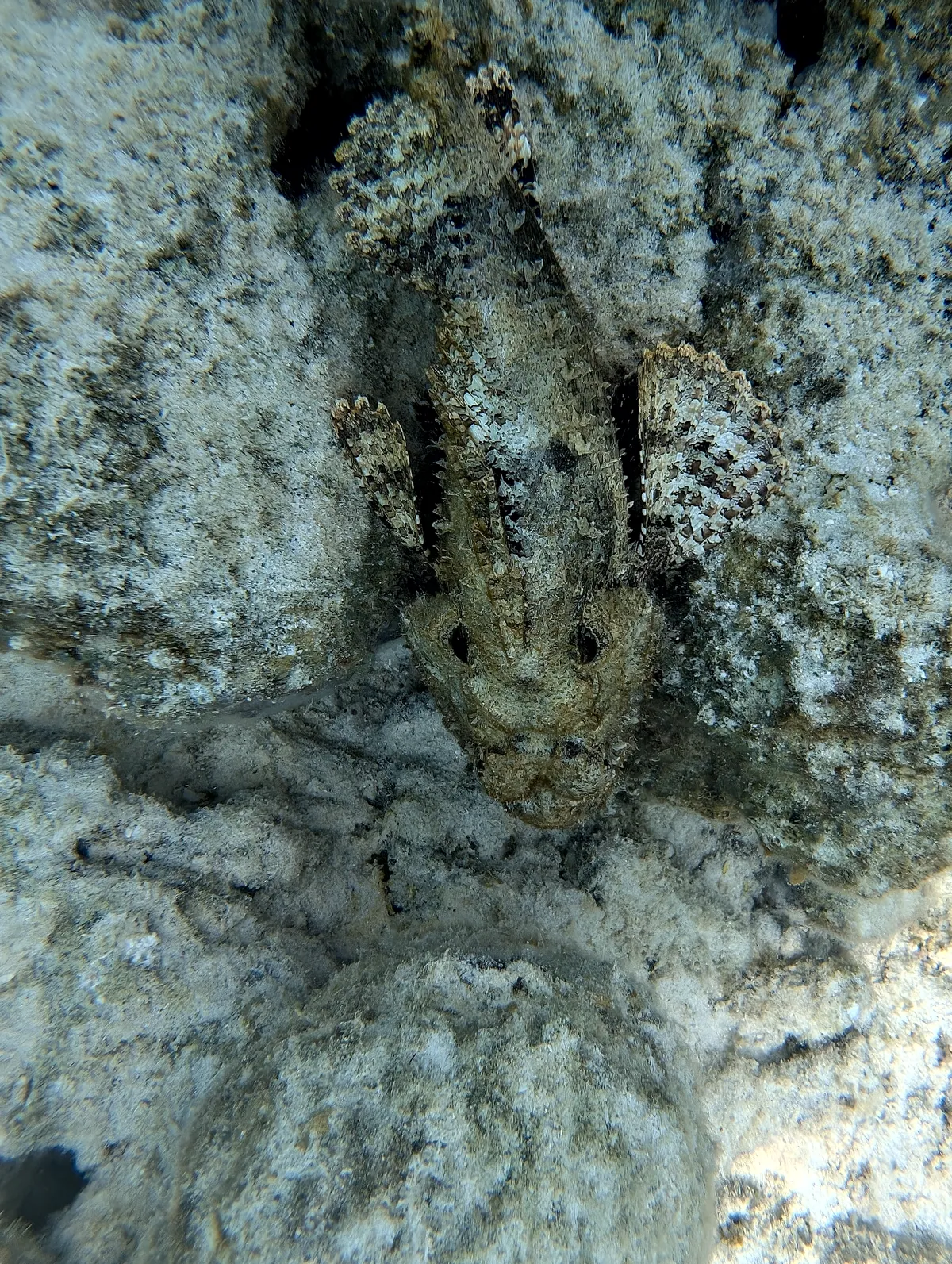 Spotted Scorpionfish