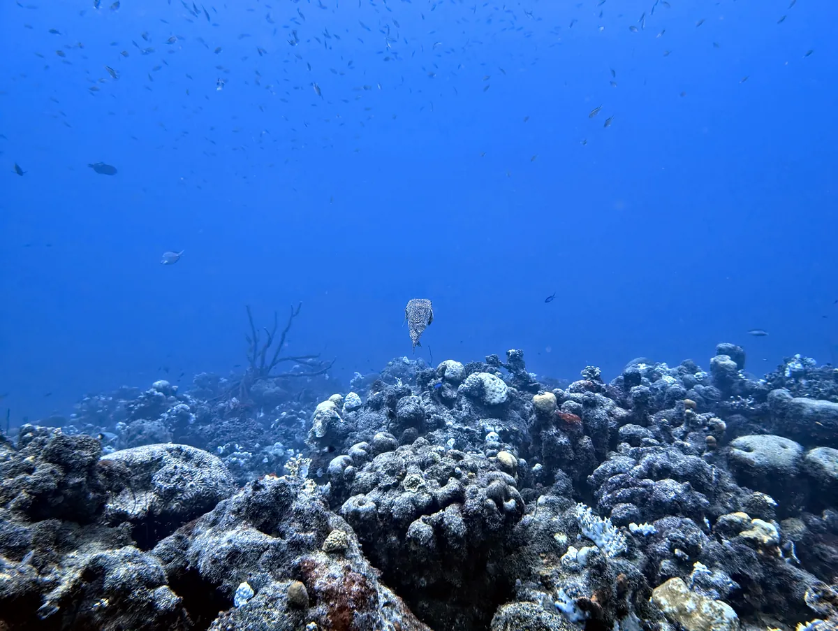 Porcupinefish