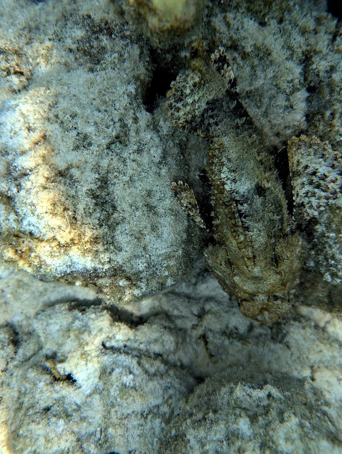 Spotted Scorpionfish