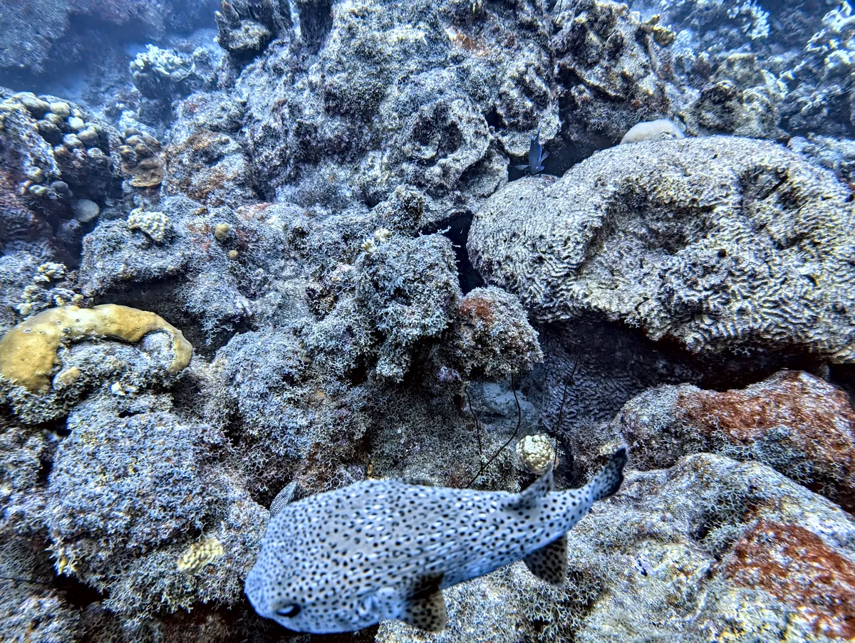 Porcupinefish
