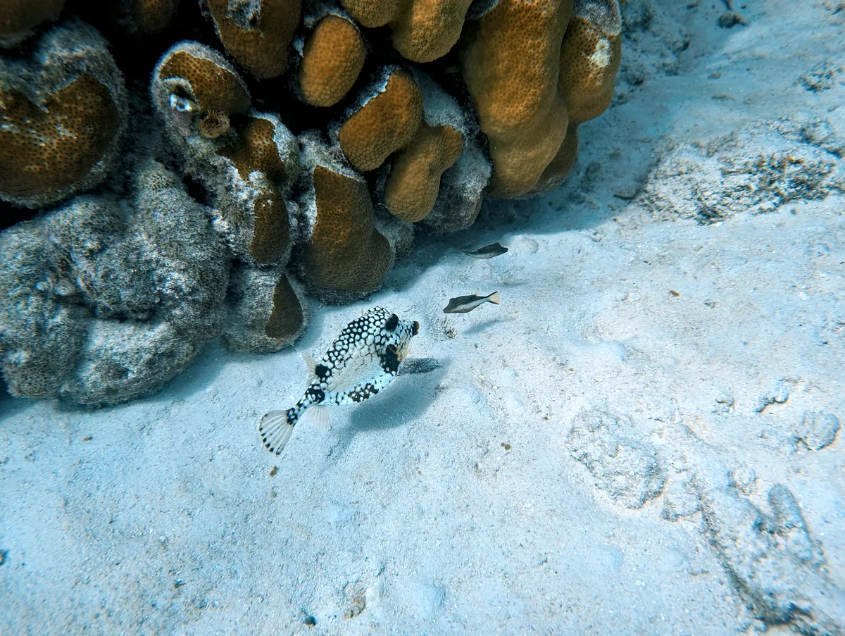 Smooth Trunkfish