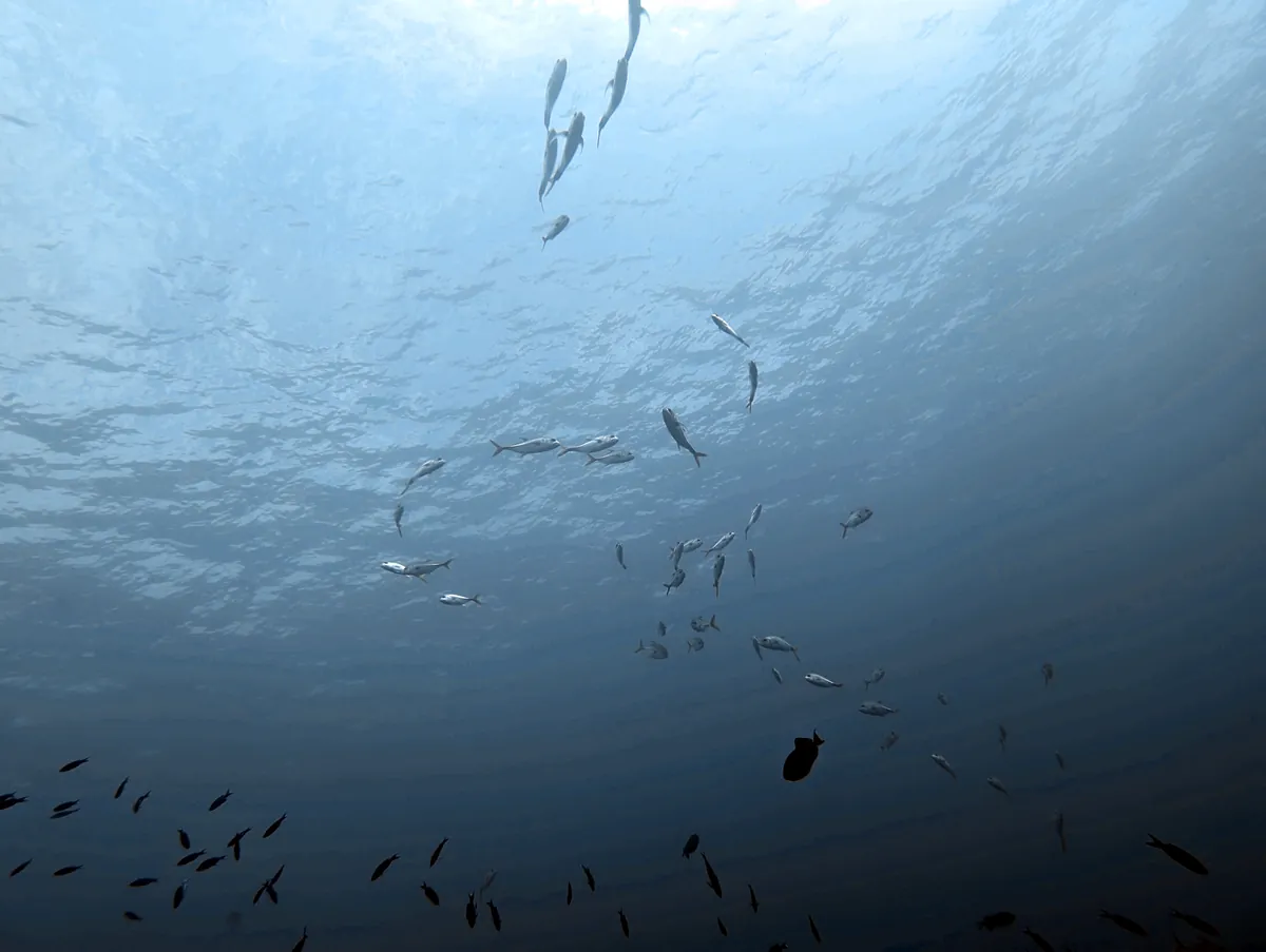 Mackerel Scad