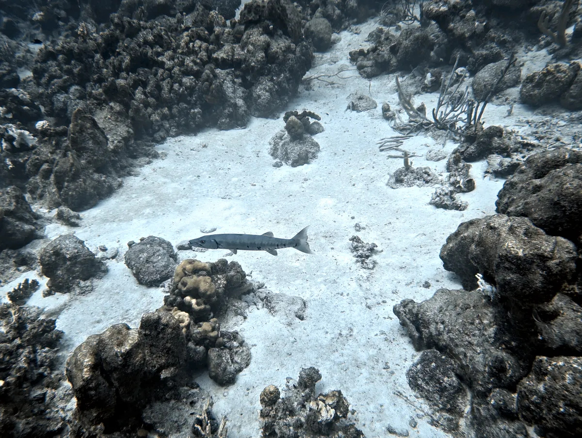 Great Barracuda