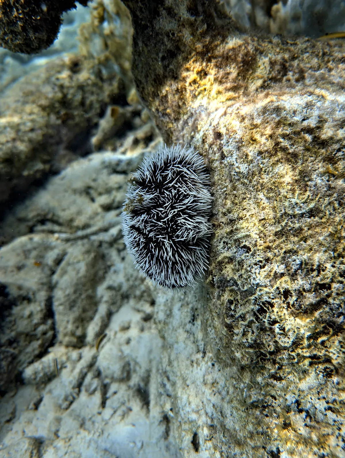 West Indian Sea Egg