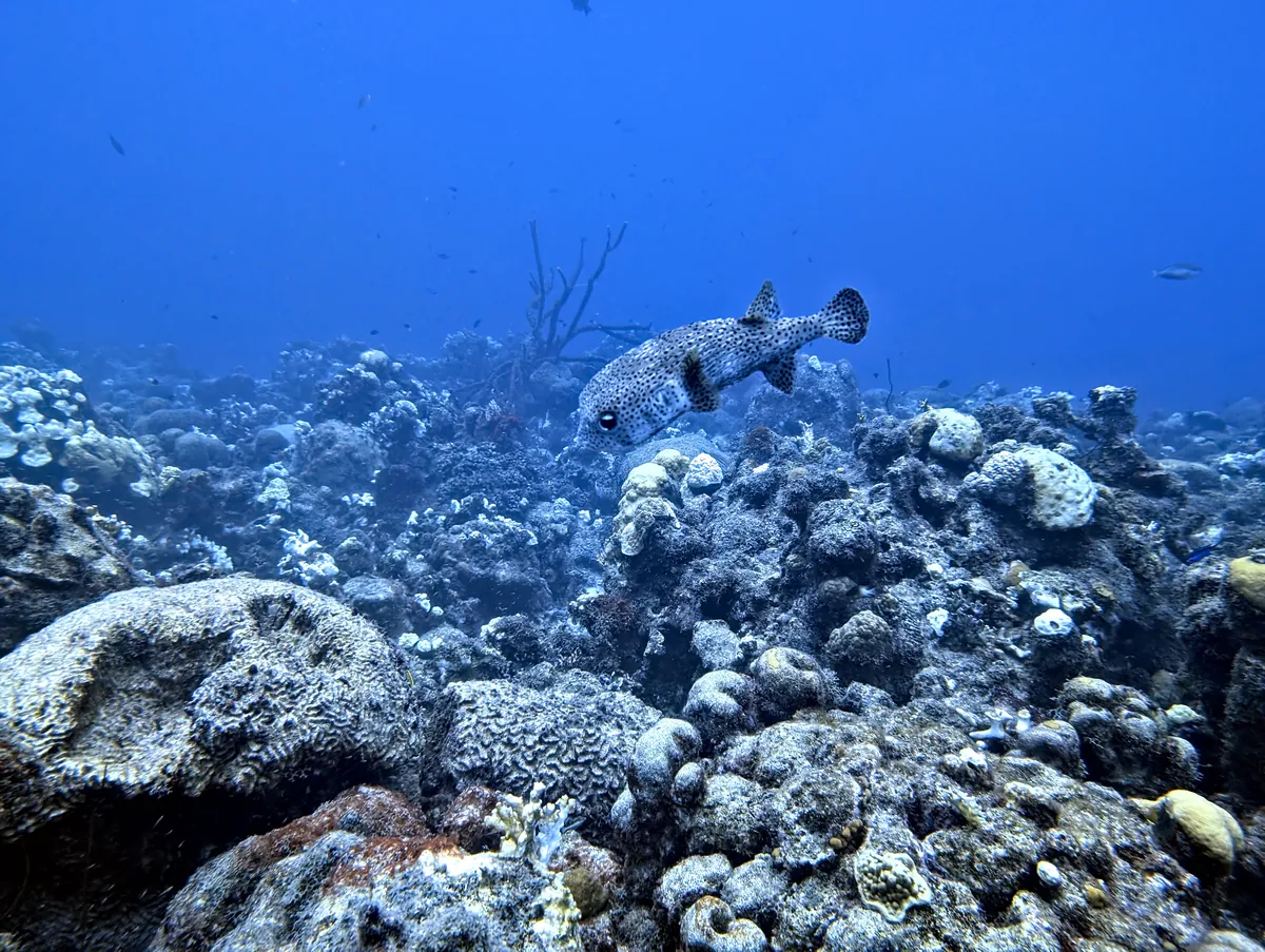 Porcupinefish