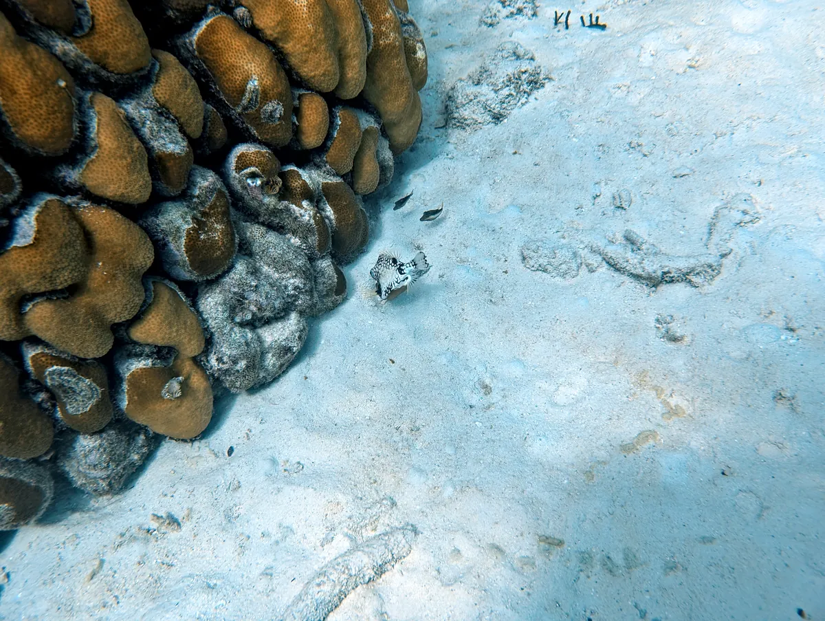 Smooth Trunkfish