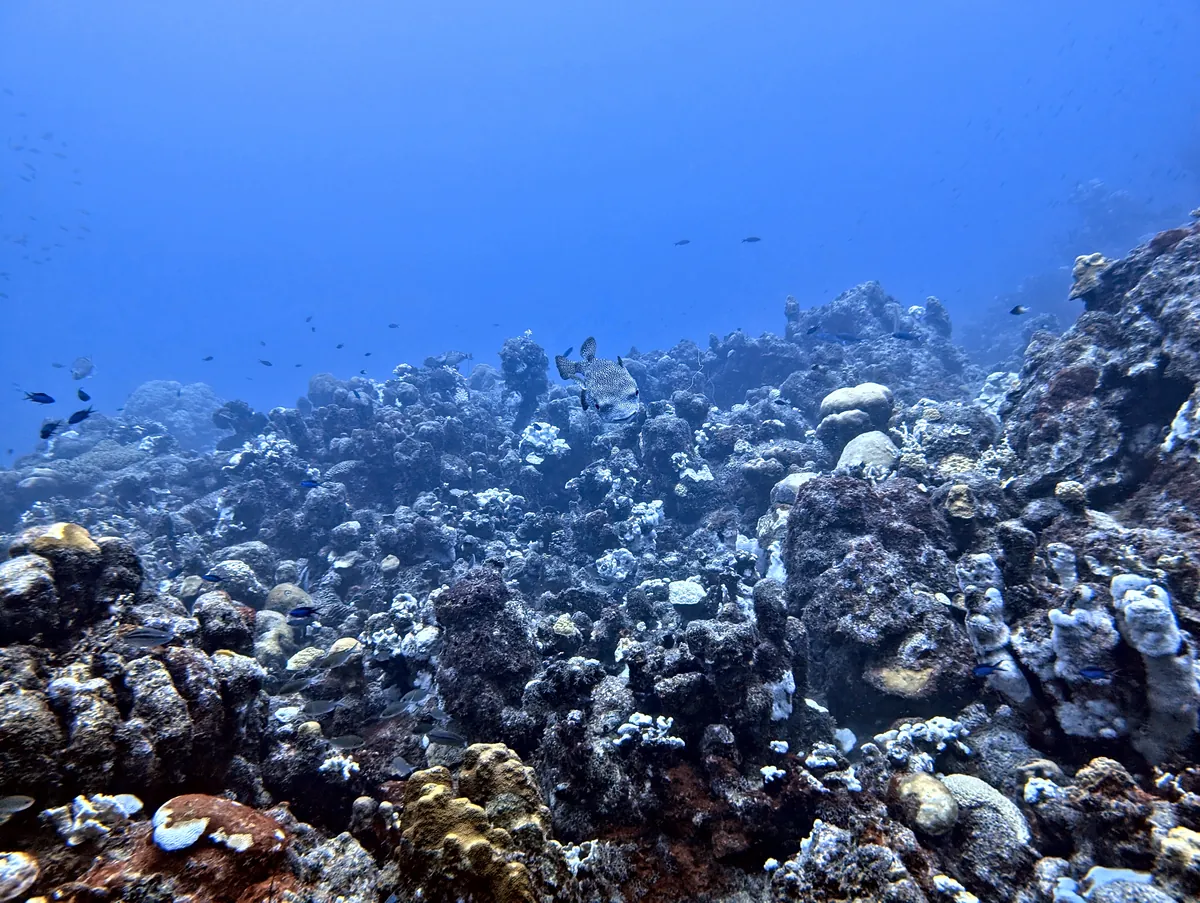 Porcupinefish