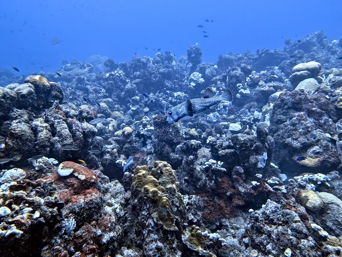 Porcupinefish