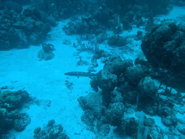 Original