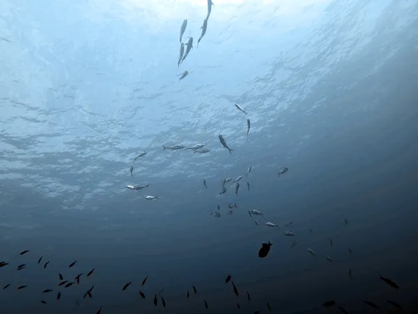 Mackerel Scad