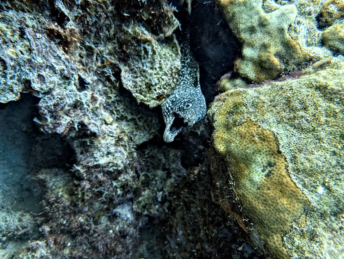 Spotted Moray