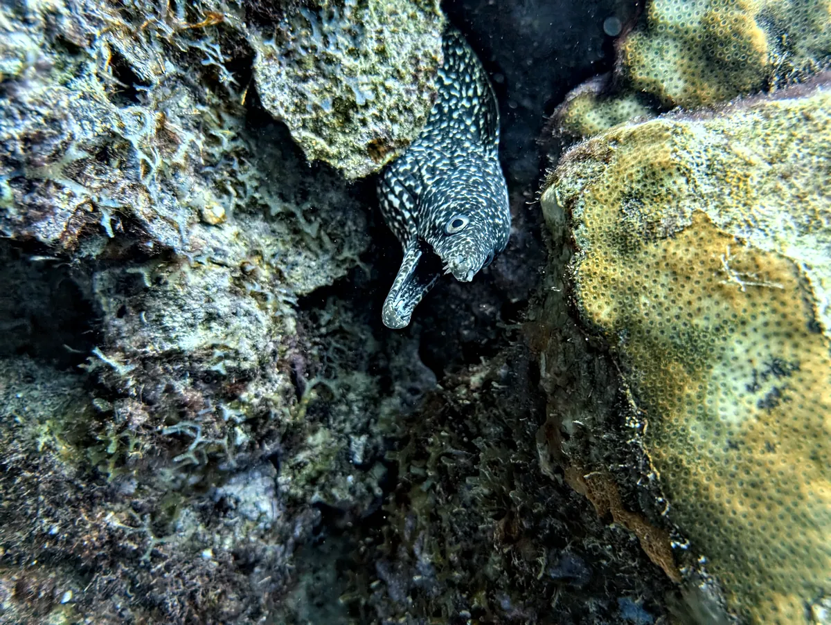 Spotted Moray