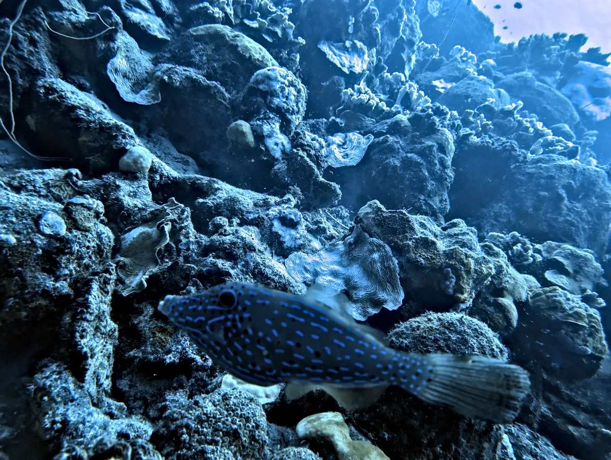 Scrawled Filefish