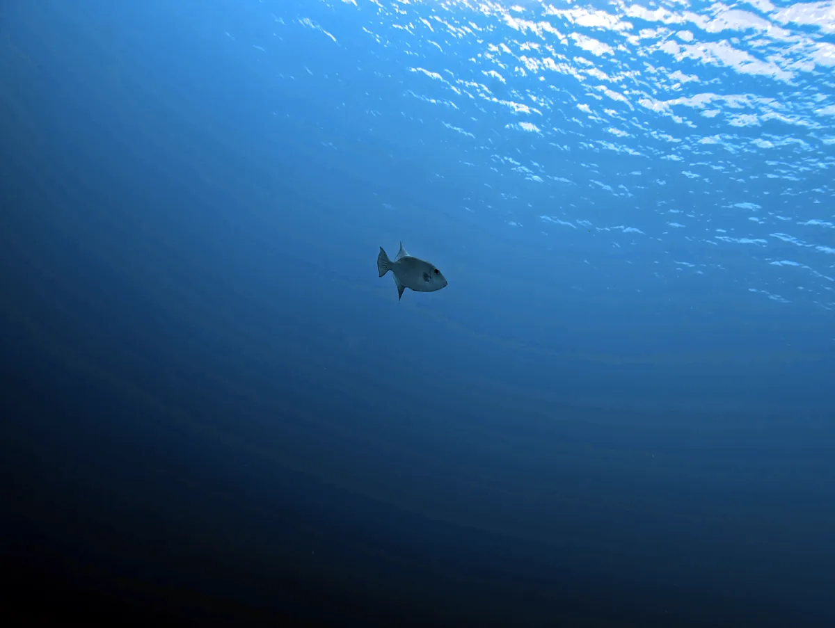 Ocean Triggerfish