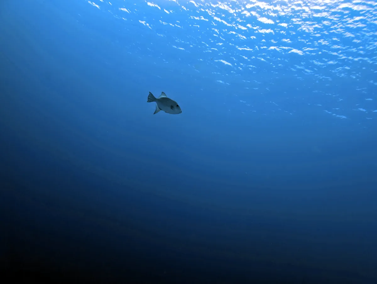 Ocean Triggerfish