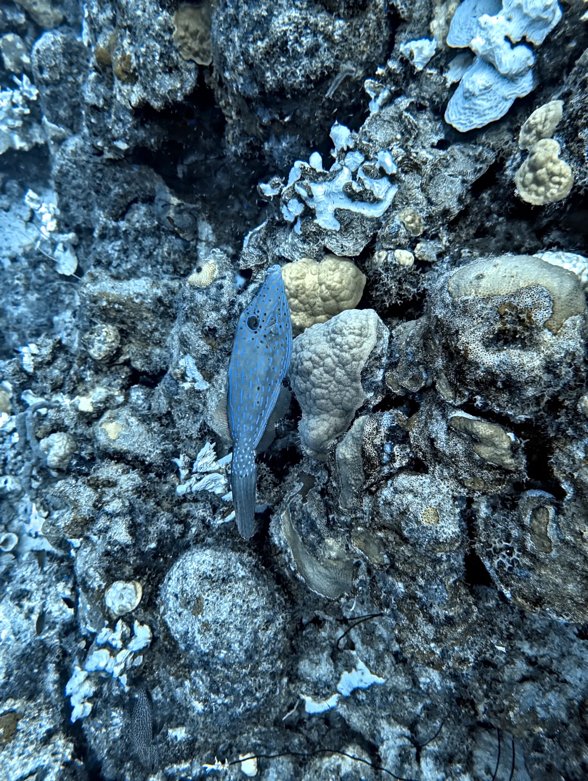 Scrawled Filefish