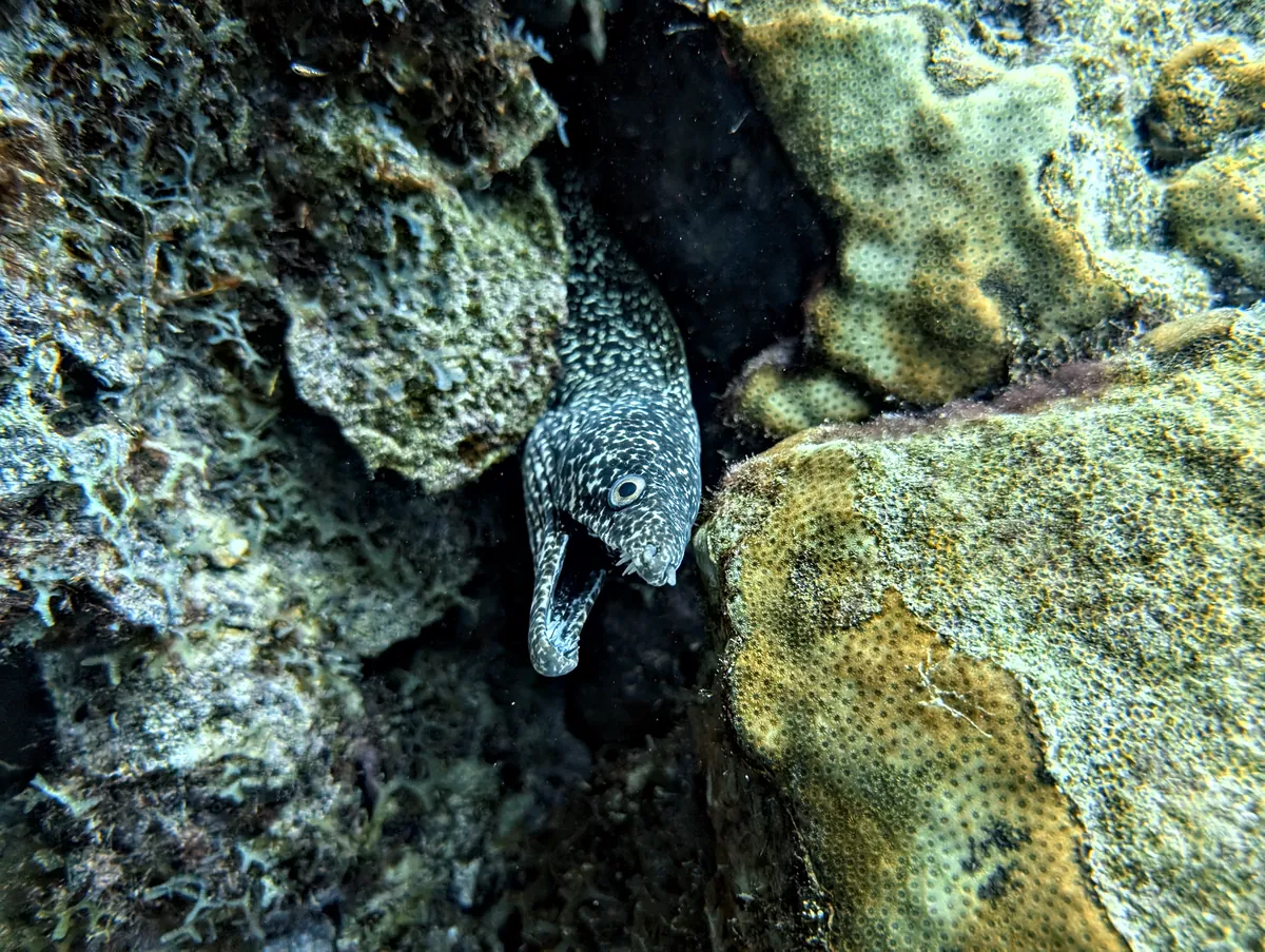 Spotted Moray