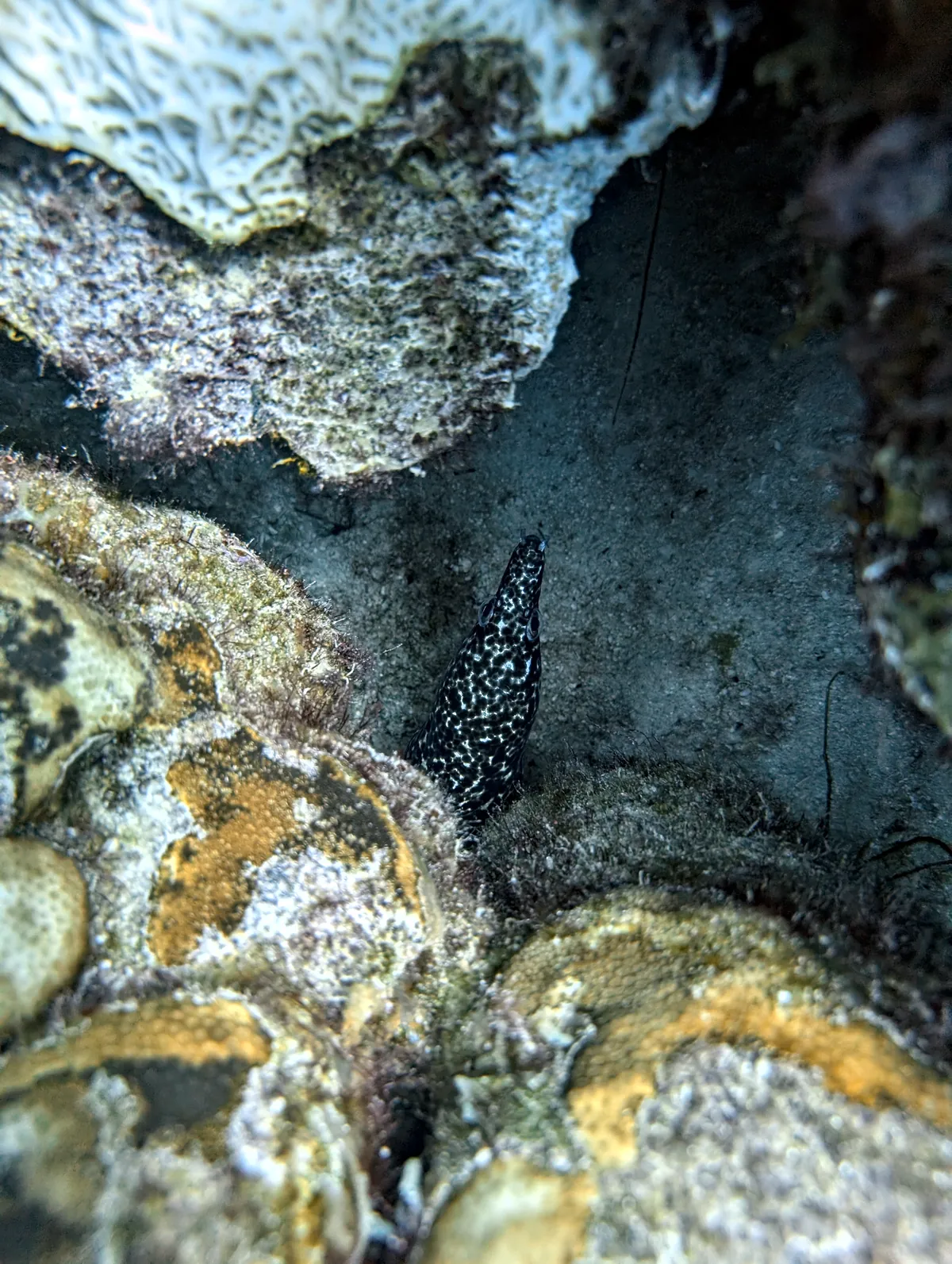 Spotted Moray