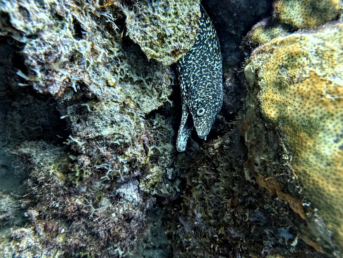 Spotted Moray