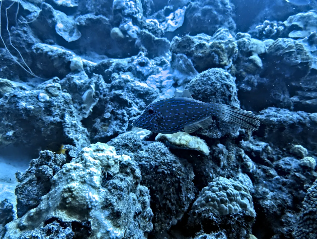 Scrawled Filefish