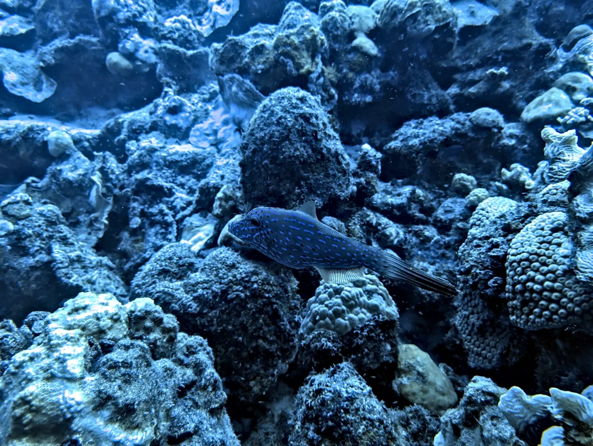 Scrawled Filefish