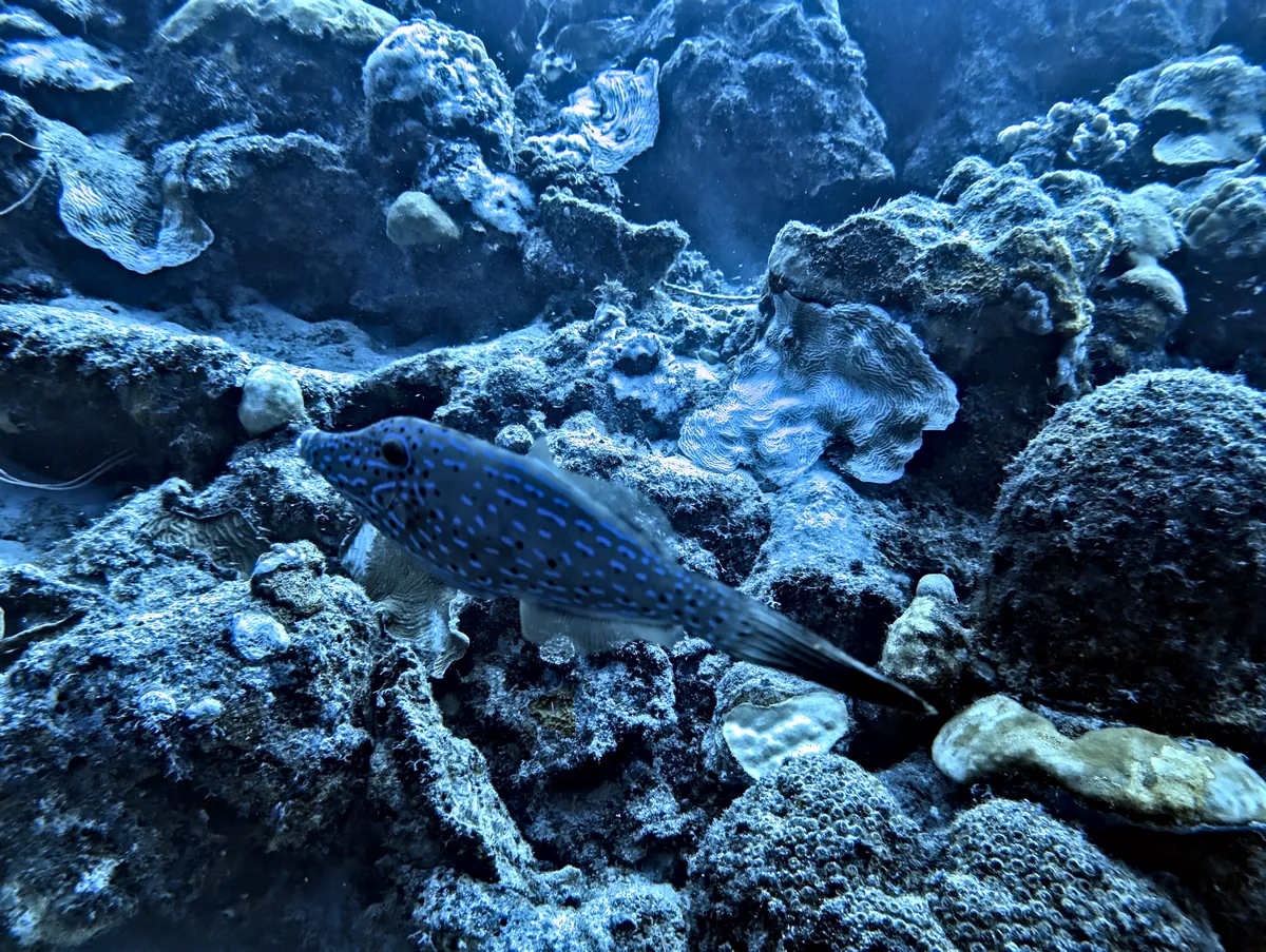 Scrawled Filefish