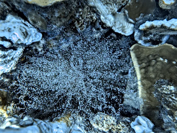 Corkscrew Anemone