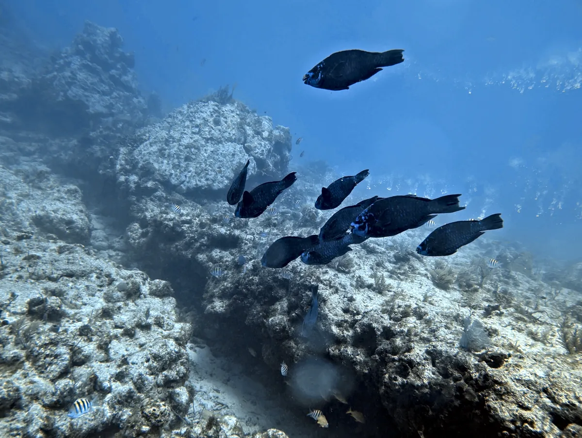 Midnight Parrotfish
