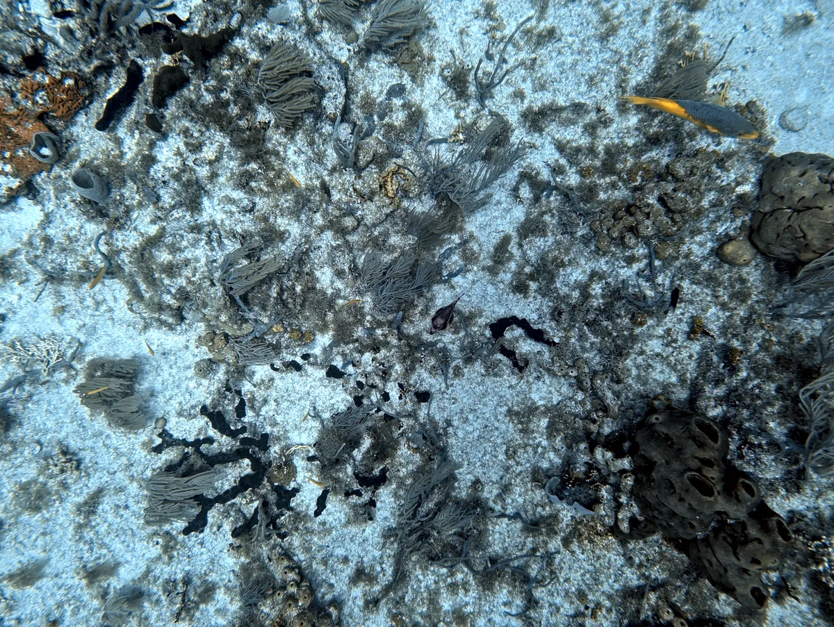 Smooth Trunkfish