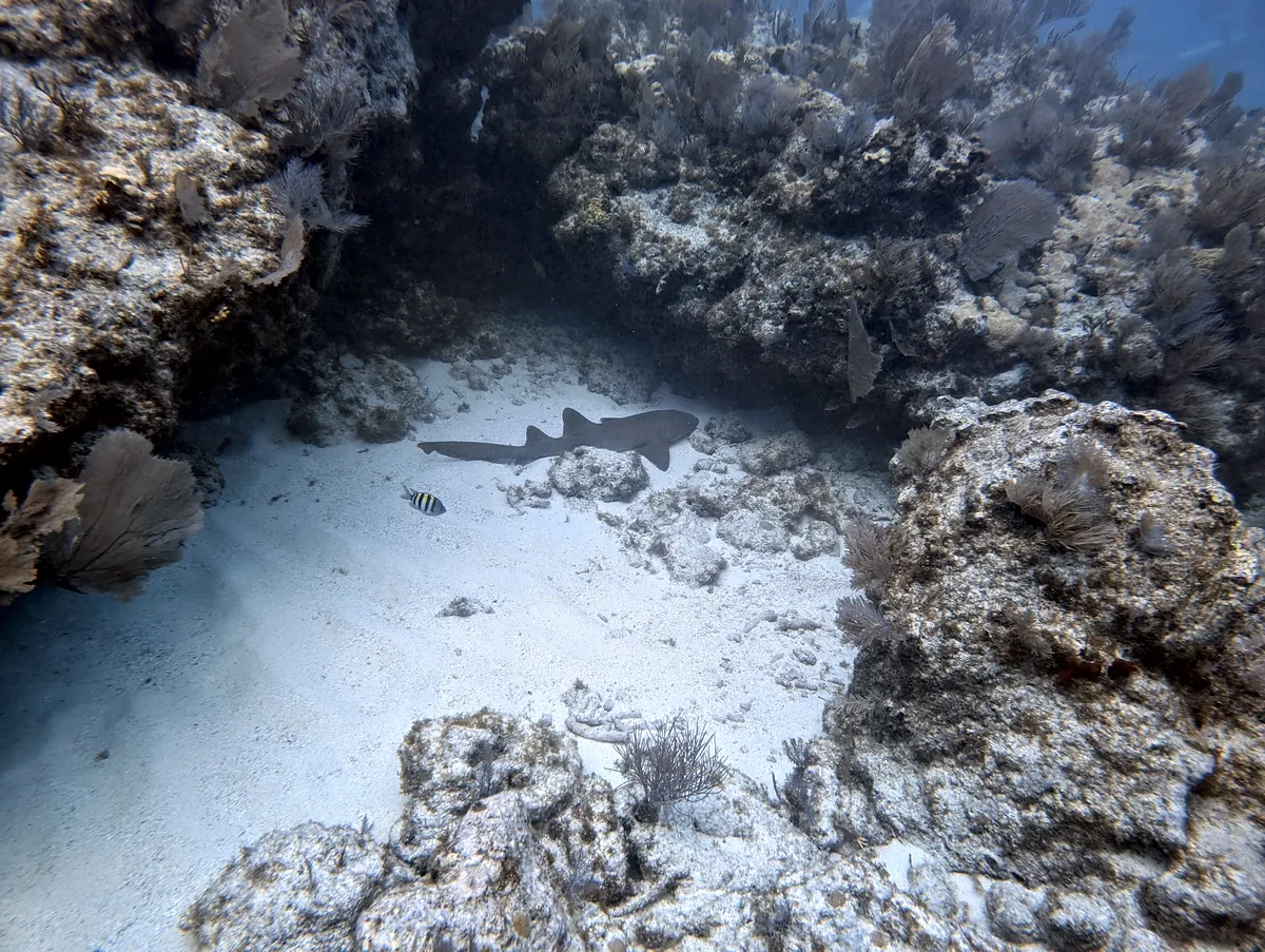 Nurse Shark