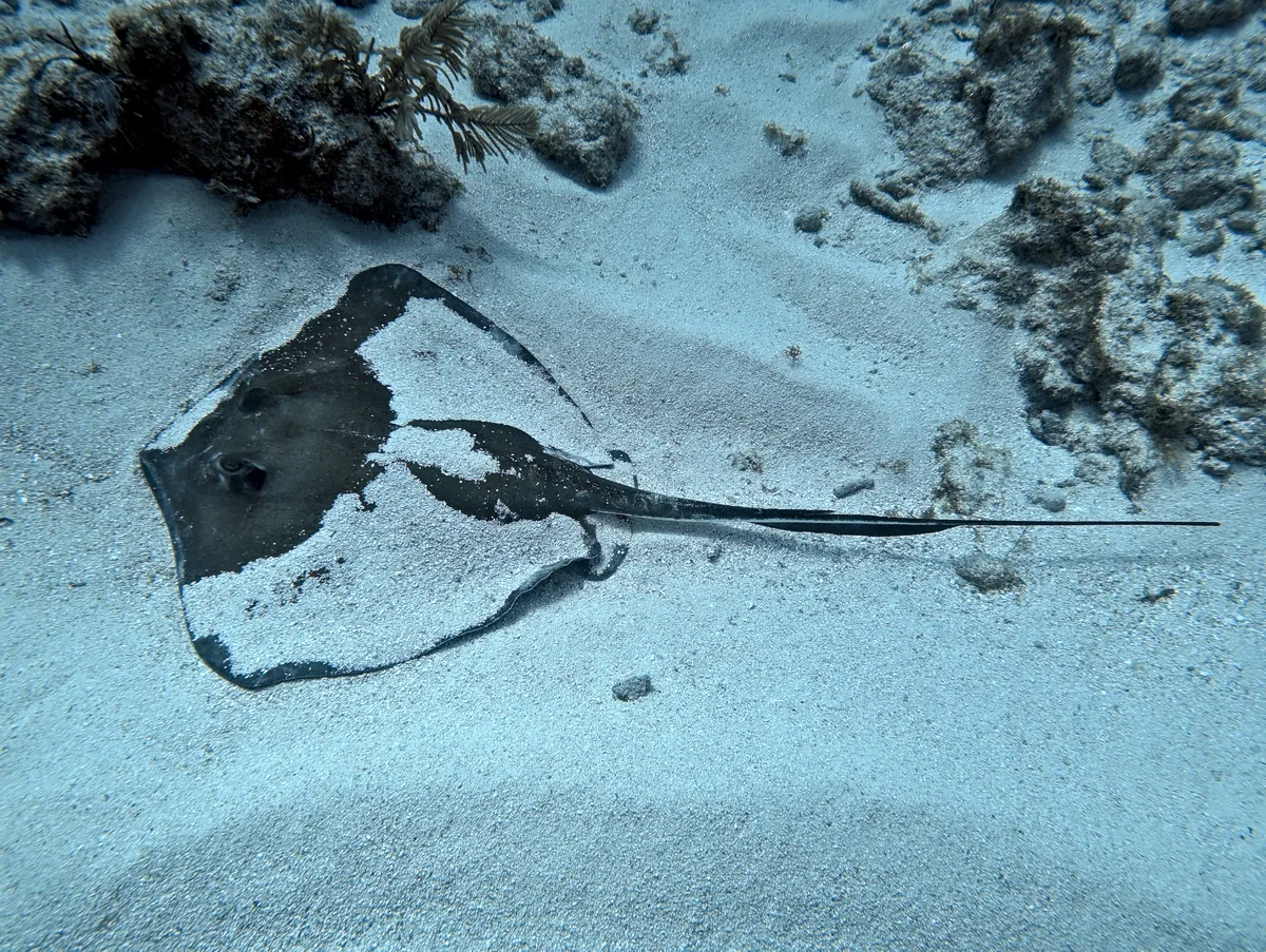 Southern Stingray