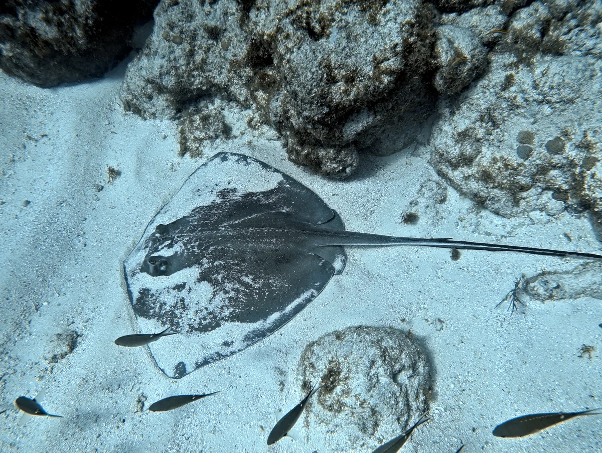 Southern Stingray