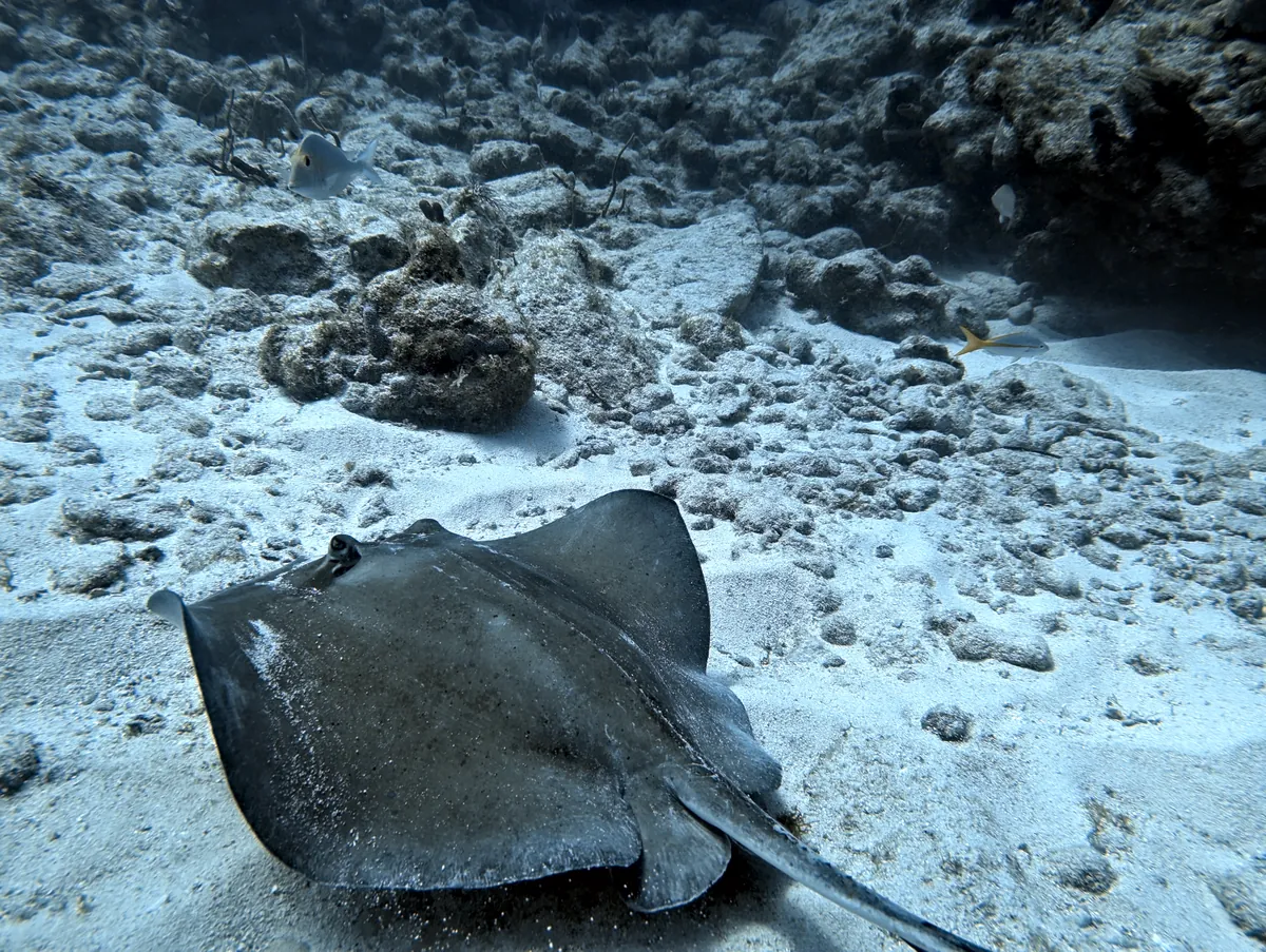 Southern Stingray