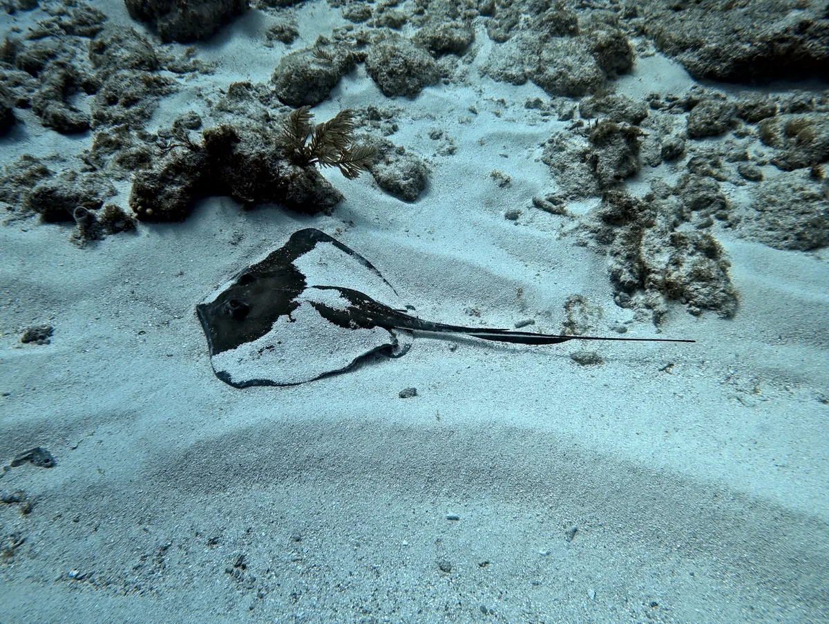 Southern Stingray