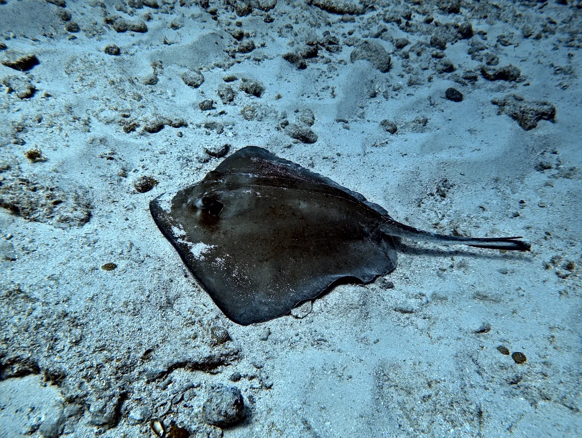 Southern Stingray